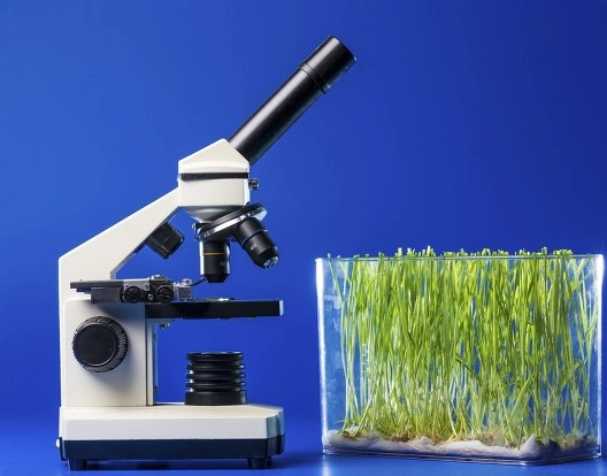 促進(jìn)幼苗跟葉生長(zhǎng) 促進(jìn)幼苗跟葉生長(zhǎng)